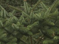 Abies pinsapo 15, Saxifraga-Willem van Kruijsbergen