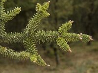 Abies pinsapo 16, Saxifraga-Jan van der Straaten