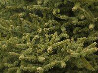 Abies pinsapo 17, Saxifraga-Willem van Kruijsbergen