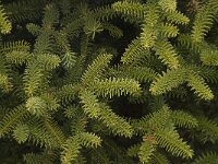 Abies pinsapo 18, Saxifraga-Willem van Kruijsbergen