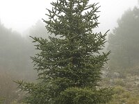 Abies pinsapo 19, Saxifraga-Willem van Kruijsbergen