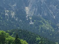 Abies pinsapo 2, Saxifraga-Dirk Hilbers