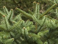 Abies pinsapo 20, Saxifraga-Jan van der Straaten