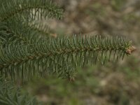 Abies pinsapo 21, Saxifraga-Willem van Kruijsbergen