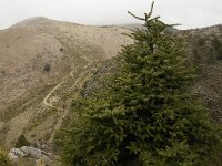 Abies pinsapo 22, Saxifraga-Jan van der Straaten