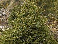 Abies pinsapo 23, Saxifraga-Willem van Kruijsbergen