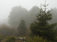 Abies pinsapo 24, Saxifraga-Jan van der Straaten