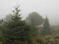 Abies pinsapo 25, Saxifraga-Jan van der Straaten