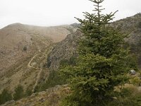 Abies pinsapo 26, Saxifraga-Willem van Kruijsbergen