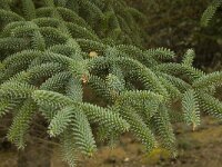 Abies pinsapo 27, Saxifraga-Jan van der Straaten