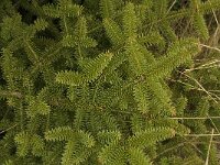 Abies pinsapo 28, Saxifraga-Willem van Kruijsbergen