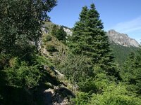 Abies pinsapo 3, Saxifraga-Dirk Hilbers