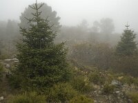 Abies pinsapo 30, Saxifraga-Willem van Kruijsbergen