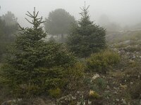 Abies pinsapo 31, Saxifraga-Willem van Kruijsbergen