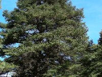 Abies pinsapo 32, Saxifraga-Ed Stikvoort