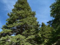 Abies pinsapo 33, Saxifraga-Ed Stikvoort