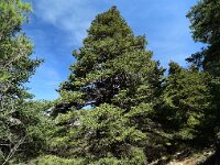 Abies pinsapo 34, Saxifraga-Ed Stikvoort