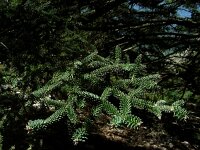 Abies pinsapo 35, Saxifraga-Ed Stikvoort