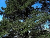 Abies pinsapo 36, Saxifraga-Ed Stikvoort