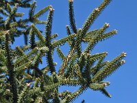 Abies pinsapo 37, Saxifraga-Harry Jans