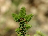 Abies pinsapo 4, Saxifraga-Dirk Hilbers