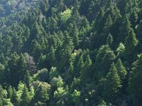 Abies pinsapo 5, Saxifraga-Dirk Hilbers