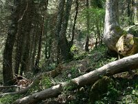 Abies pinsapo 6, Saxifraga-Dirk Hilbers