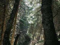 Abies pinsapo 7, Saxifraga-Dirk Hilbers