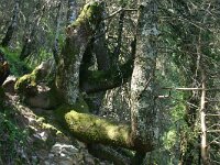 Abies pinsapo 8, Saxifraga-Dirk Hilbers