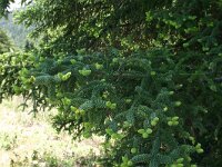 Abies pinsapo 9, Saxifraga-Dirk Hilbers