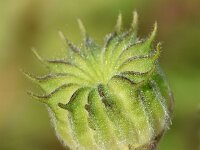 Abutilon theophrasti 38, Fluweelblad, Saxifraga-Sonja Bouwman  801. Fluweelblad - Abutilon theophrasti - Malvaceae familie (zw)