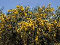 Acacia dealbata 1, Saxifraga-Jan de Laat
