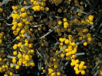 Acacia dealbata 2, Saxifraga-Jan de Laat
