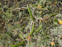 Acacia farnesiana 2, Saxifraga-Rutger Barendse