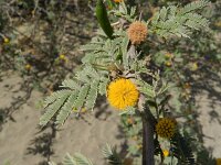 Acacia farnesiana 3, Saxifraga-Rutger Barendse