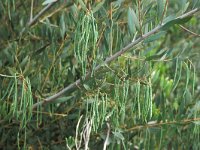 Acacia melanoxylon 1, Saxifraga-Piet Zomerdijk