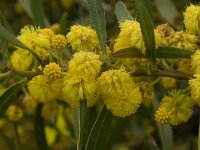 Acacia retinoides 10, Saxifraga-Willem van Kruijsbergen