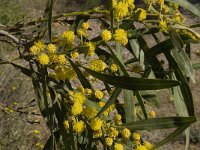 Acacia retinoides 3, Saxifraga-Willem van Kruijsbergen