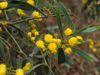Acacia saligna 4, Saxifraga-Piet Zomerdijk