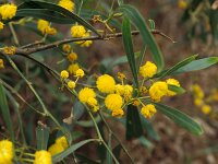Acacia saligna 4, Wilgacacia, Saxifraga-Piet Zomerdijk