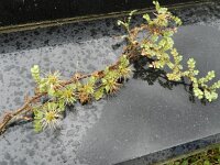 Acaena microphylla 2, Saxifraga-Rutger Barendse