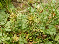 Acaena microphylla 7, Saxifraga-Rutger Barends