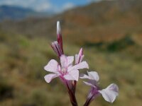 Acantholimon caryophyllaceum 2, Saxifraga-Ed Stikvoort