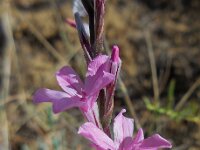 Acantholimon caryophyllaceum 3, Saxifraga-Ed Stikvoort