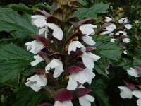 Acanthus mollis 16, Saxifraga-Ed Stikvoort