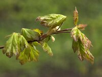 Veldesdoorn/Spaanse aak  Field Maple (Acer campestre) with sprouting leaves : Acer campestre, leaf leaves spring springtime, new start, vascular plant, twig, flora floral nature natural color colour horizontal