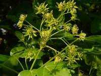 Acer campestre 15, Spaanse aak, Saxifraga-Ed Stikvoort