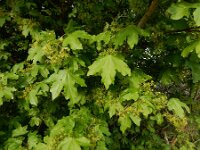 Acer campestre 17, Spaanse aak, Saxifraga-Ed Stikvoort