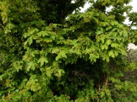 Acer campestre 18, Spaanse aak, Saxifraga-Ed Stikvoort