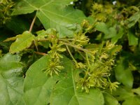 Acer campestre 24, Spaanse aak, Saxifraga-Ed Stikvoort